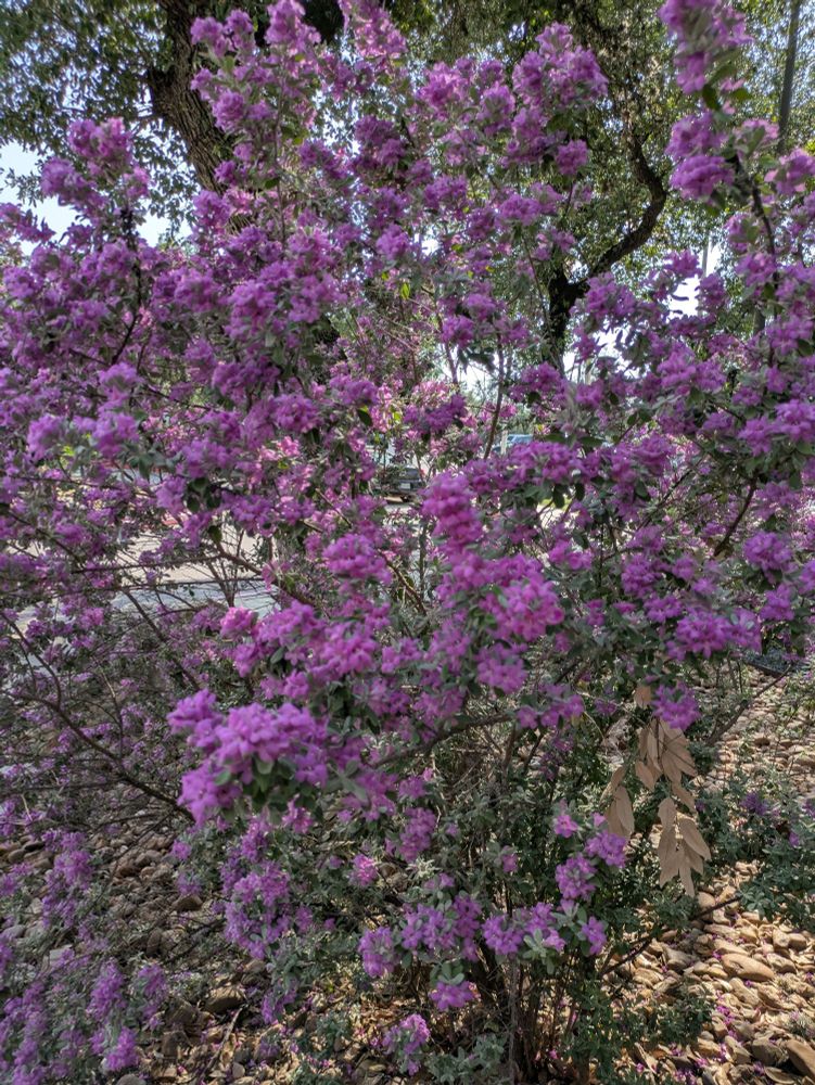 A tall, spindly cenizo bush in rocky soil. The plant has silvery green leaves and it is exploding with bright pink/purple blooms.