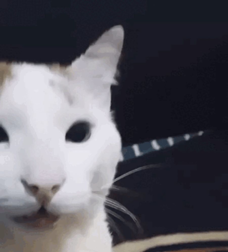 Hehe Cat GIF