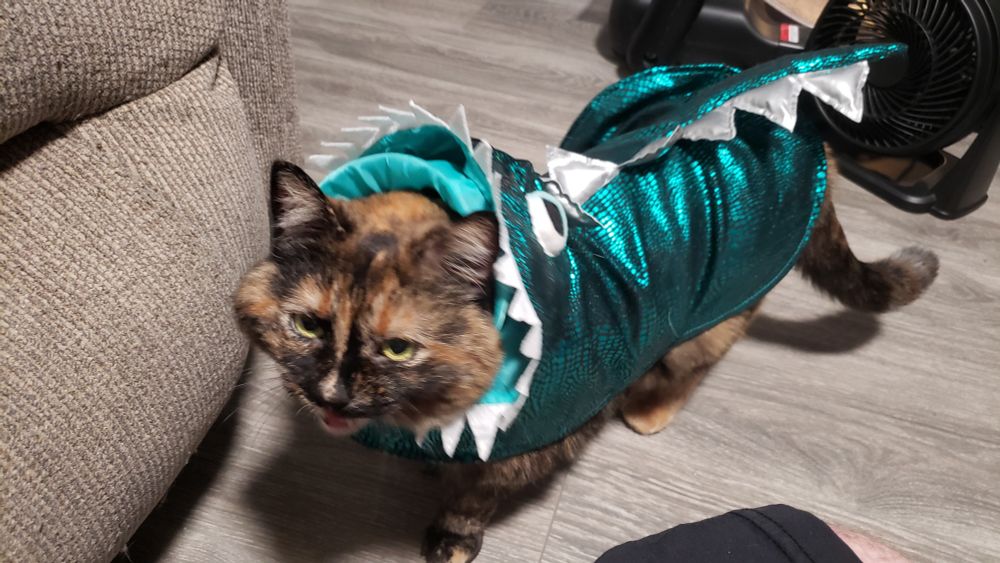 Milkshake meowing in protest while adorned in a turquoise glitter dragon costume