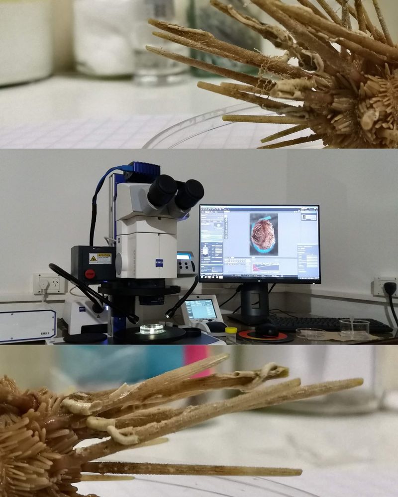 (Image: Shot of echinoderms being viewed with a dissecting scope.)