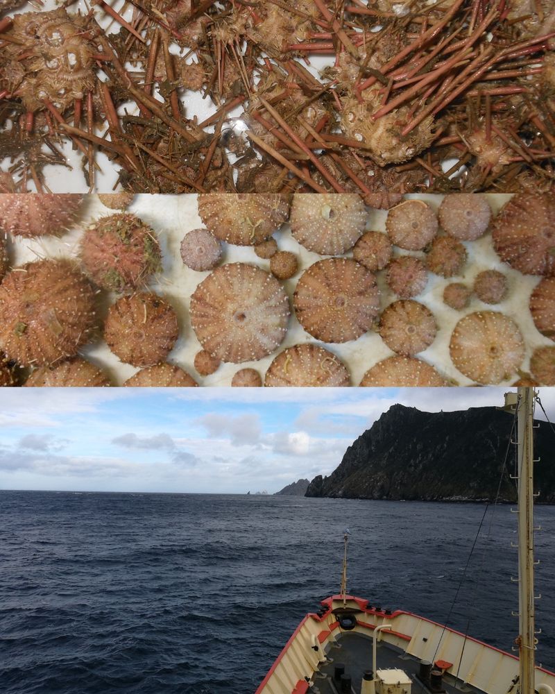 In my current project, I am using molecular tools to study how different reproductive strategies — such as species with dispersive larval stages versus brooding species — affect genetic connectivity. By integrating morphological, reproductive, and genetic data, we can better understand the evolutionary and biogeographic patterns of deep-sea sea urchins.

(Image: Shot of several different types of echinoderms and the deck of a ship somewhere in the Southwestern Atlantic.)