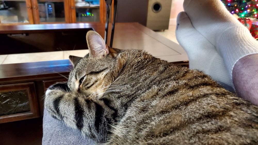 My tabby cat laying next to my legs, with his arm in front of his nose.