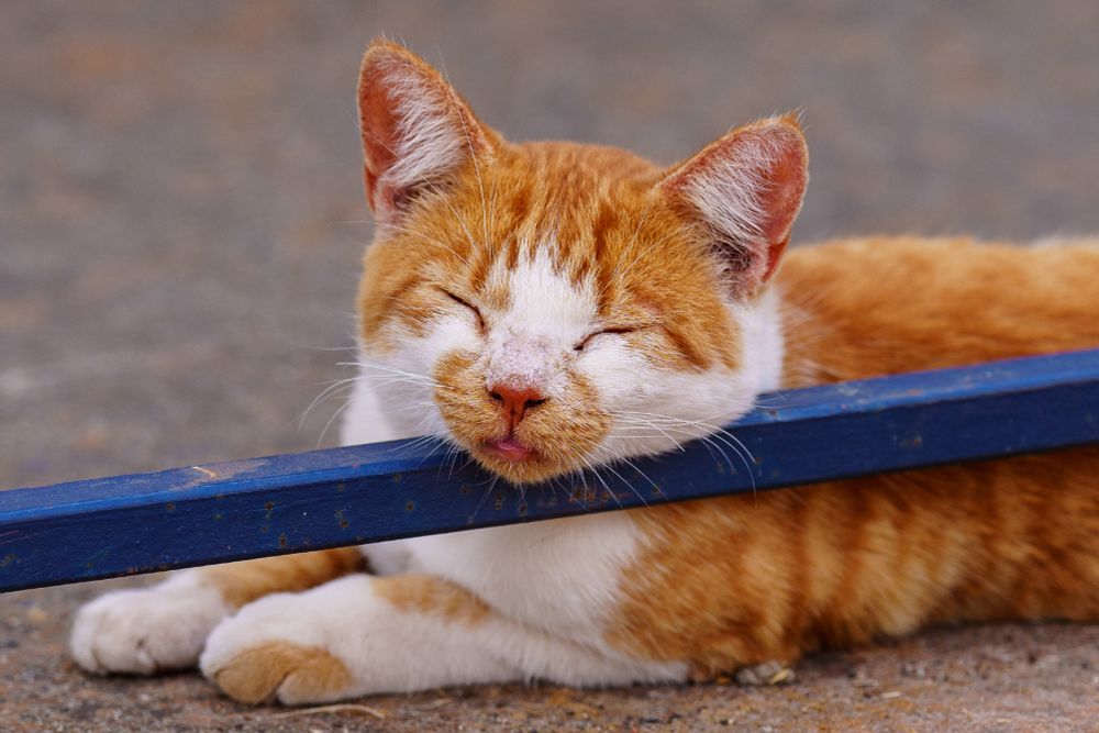 Orange and White cat with closed eyes and a "Blep" (tongue sticking out of closed mouth slightly).