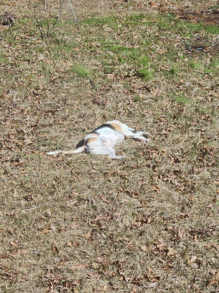 A yard of brown dormant winter grass with fallen leaves and a hound dog laying in the sun taking a snooze