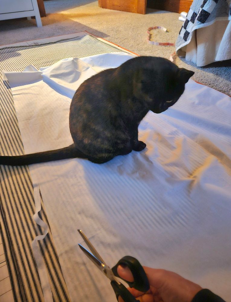 Tortoiseshell cat sits on a cutting board while seamstress attempts to carry on