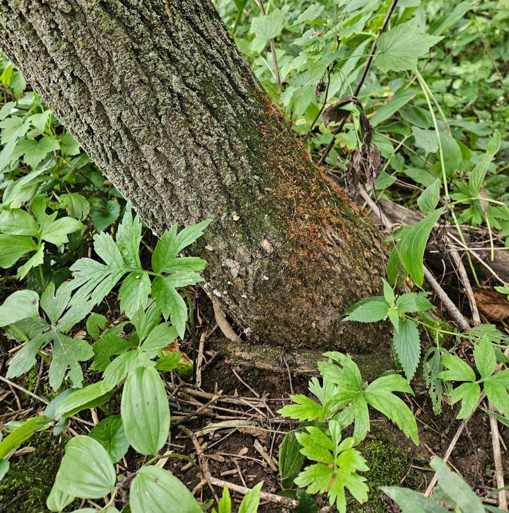 Base of tree trunk amidst various green plants. The lower part of the trunk is covered in moss, and may or may not have a moth resting upon it.