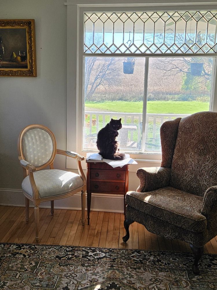 Interior shot of a black cat sitting on top of a small chest in front of a window, with plenty of sunshine streaming in. The cat is looking over his shoulder at the photographer, whose papers are now in all likelihood covered in cat hair.