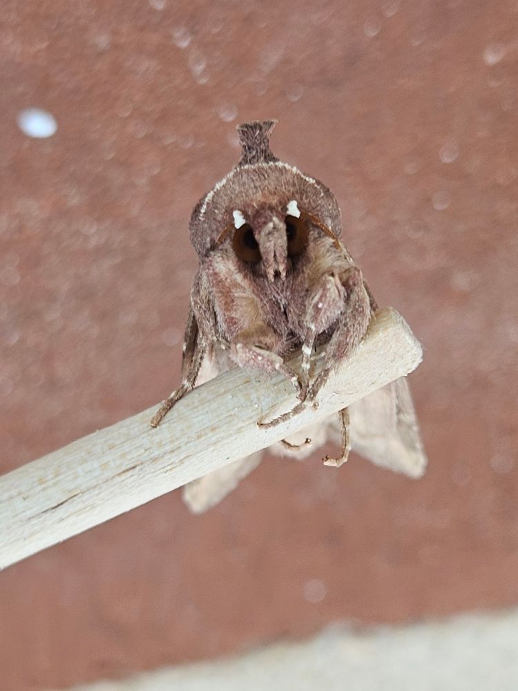 Close-up of the face of a small brown moth with a tufted head. He is clinging to a stick with his brown furry legs. His eyes appear as two bright golden dots and from this perspective he looks quite like an owl, albeit the tiniest owl imaginable. 