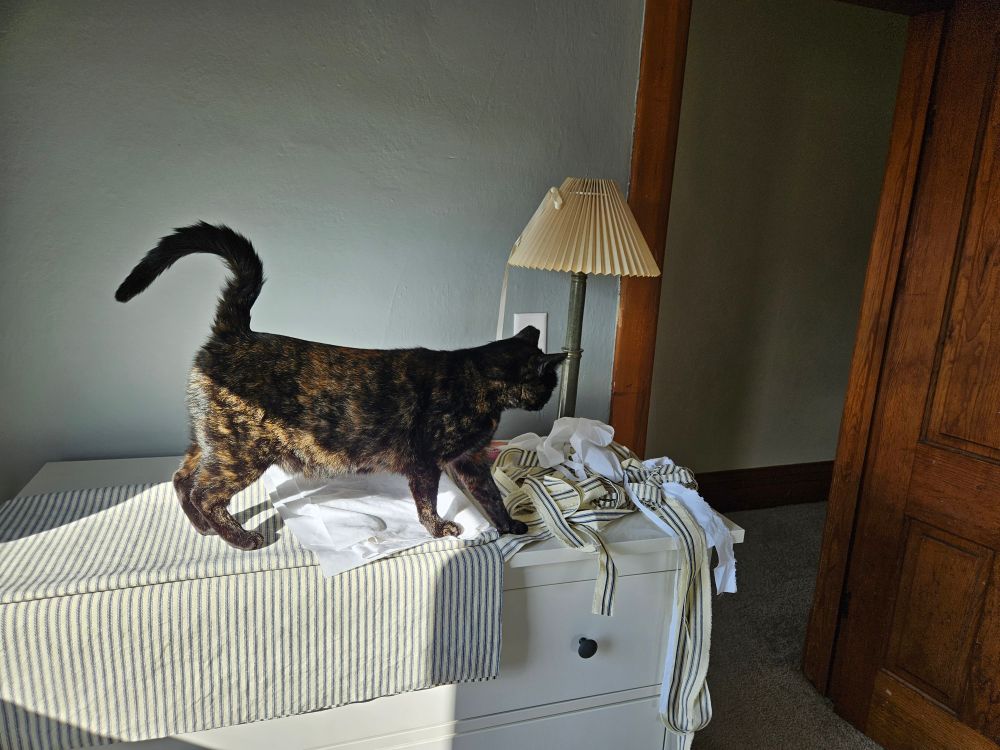 Tortoiseshell cat seeks out a more advantageous position on top of the fabric and muslin on the dresser