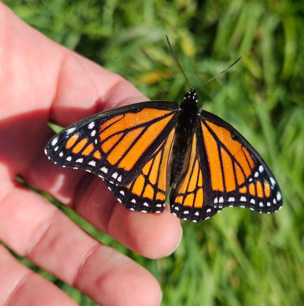 Close-up of large orange butterfly on photographer's hand.  His wings are adorned with black stripes radiating out from his thorax.  One set of black stripes crosses the others; this is the telltale sign that the specimen is a Viceroy and not a Monarch.  He has white dots all along the edges of his wings, like the Monarch, but the dots appear bolder than on the Monarch, perhaps because the orange is deeper and richer on the Viceroy and that creates a greater contrast. 