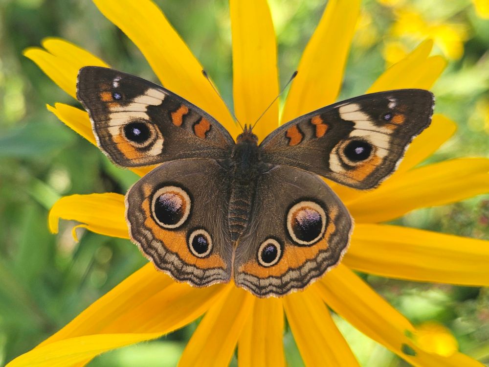 Close-up of large brown butterfly with ivory and orange markings on his wings.  Most remarkable are the six large eyespots, three on each wing, in varying shades of deep blue.  The butterfly sits atop a Black-Eyed Susan: a wildflower with deep yellowish-orange petals.
