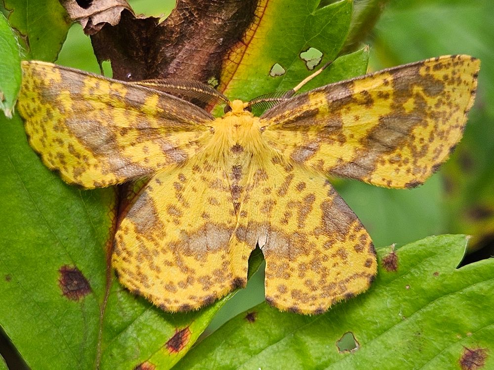 Close-up of yellow moth with faint purplish-brown markings all over its wings. It rests on a decaying leaf.