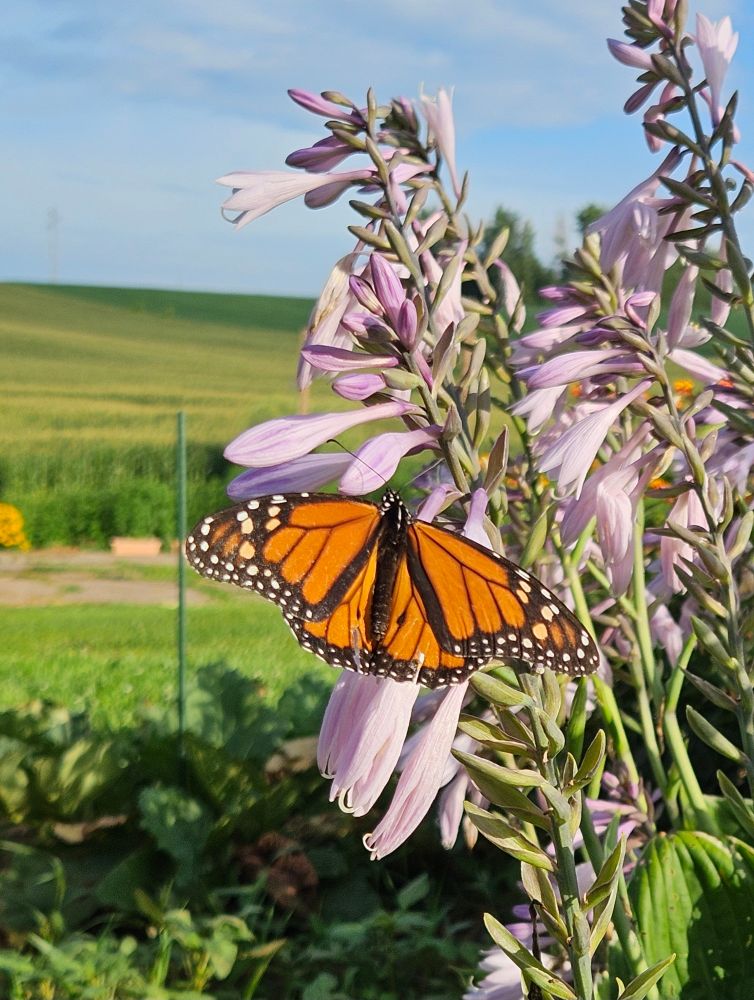 Male Monarch butterfly (as indicated by the black 