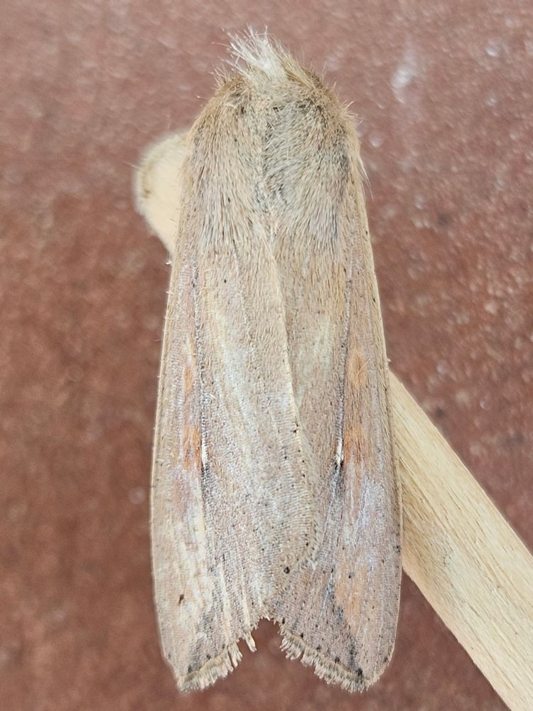 Close-up of a moth with wings coloured by a rich palette of grey, taupe, pale peach, gold, and ... well, there are just a lot of subtle shades in there!  The moth is clutching the end of a stick.
