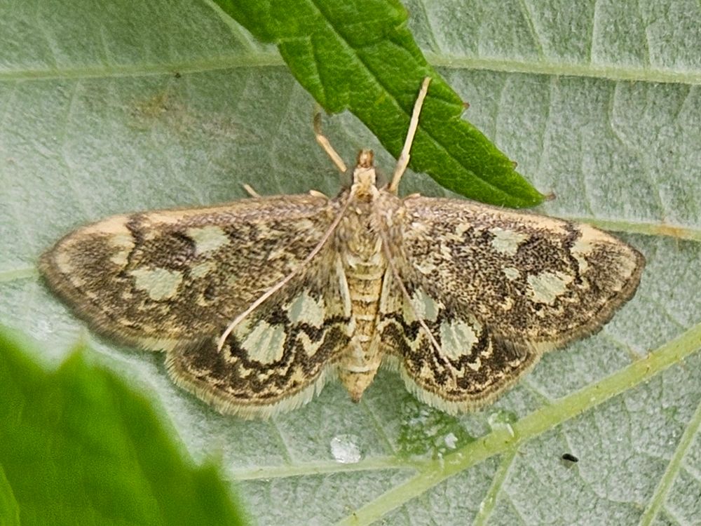 Close-up of small moth on the back of a burdock leaf. His wings are covered with an intricate pattern of taupe and ivory, creating a lace effect. Small drops of dew can be seen on the leaf.