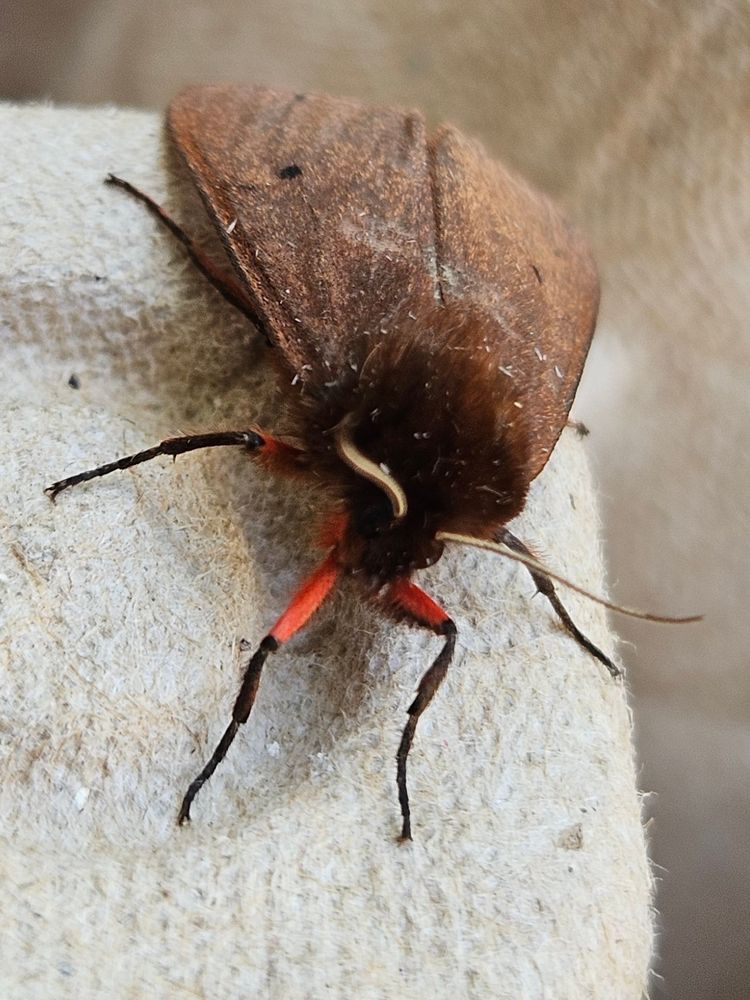 Close-up of a brown moth walking across an egg carton toward the photographer. He has a furry tuft above his head, from which ivory-coloured antennae extend. His front legs, fully visible, are adorned with an orange-red. 