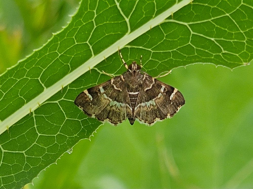 Small moth clings to the underside of a leaf. His wings are predominantly a dark grey-taupe, crossed by ivory coloured bands and one faint teal-celadon band. The patterns created by the ivory are reflected in the veining we see on the leaf. His legs and thorax are striped with the same ivory/dark taupe colours we see on his wings.