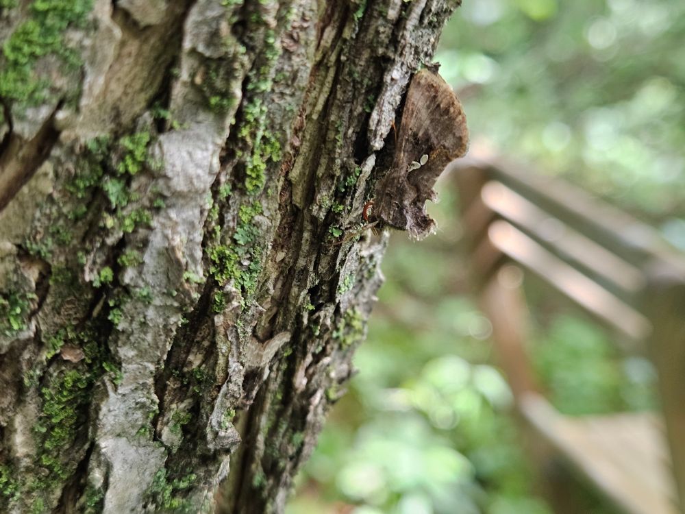 Close-up of a moss-covered tree trunk, on which a drab-coloured moth is resting. He has a curious profile, with two sets of tufting near his head, but the tufting mimics the rough surface of the tree trunk, enabling him to blend in beautifully. 