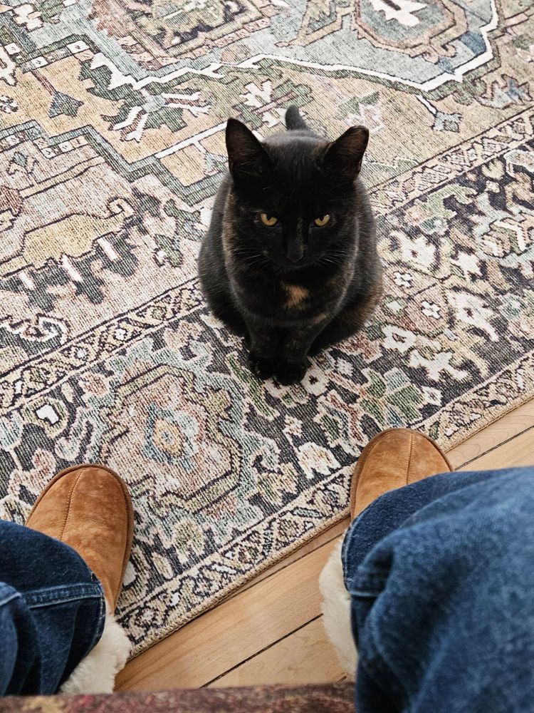Tortoiseshell cat sits on rug looking up at her owner's lap (inferred from the fact that we can see two legs ending in sheepskin slippers).