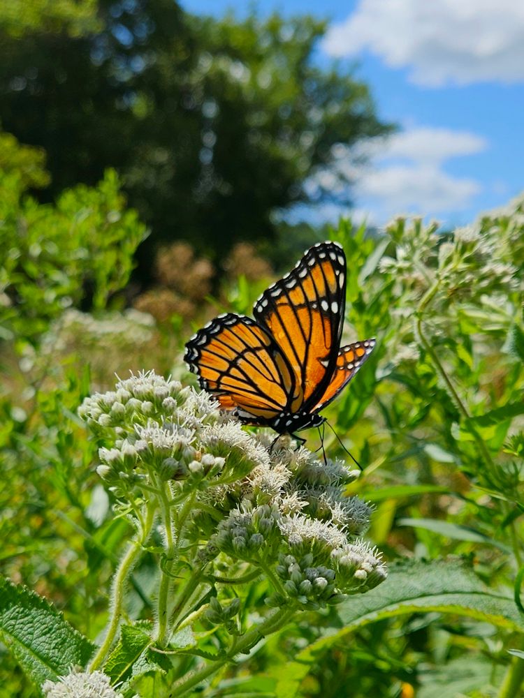 Medium-sized orange butterfly with black stripes rests upon boneset (a white wildflower) in a meadow. His wings are edged with black and white markings. We see plenty of green in the background, and a blue, sunny sky.