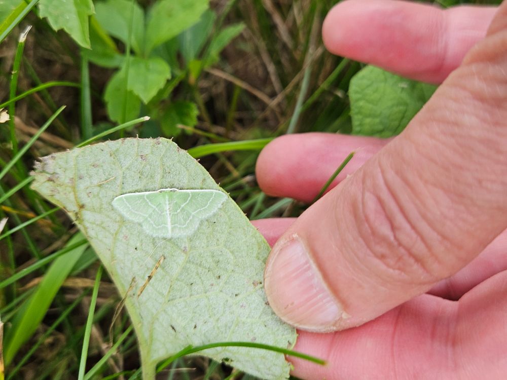 Wider shot of the same moth on the same leaf, showing that the photographer is clutching the leaf between thumb and index finger in order to turn it over and expose the moth. The moth is no wider than the photographer's thumbnail.