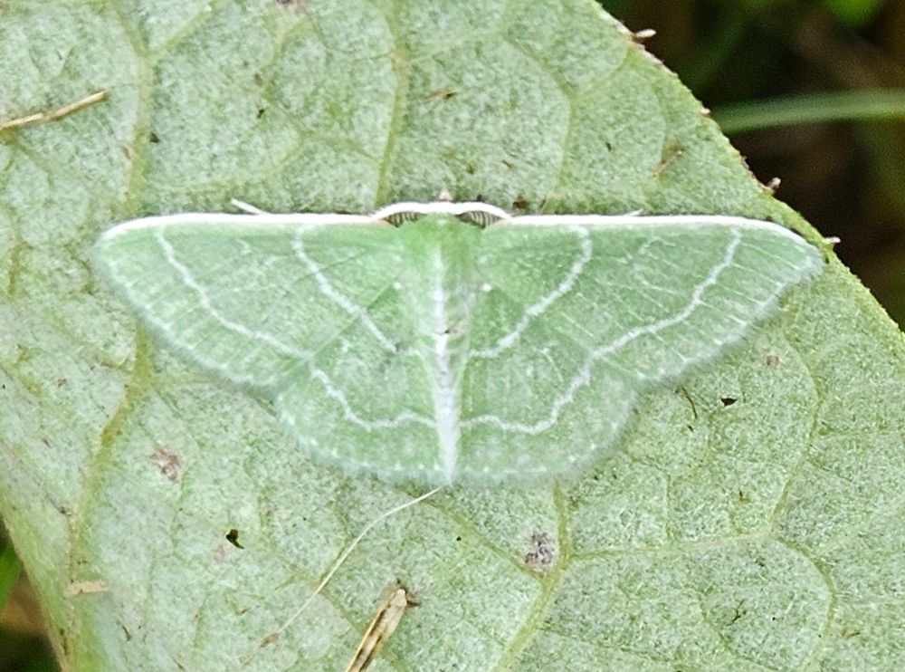Close-up of beautiful pale green moth resting, wings open, on the back of a leaf of burdock. His wings are accented by soft, wavy white lines that connect across his upper and lower wings.