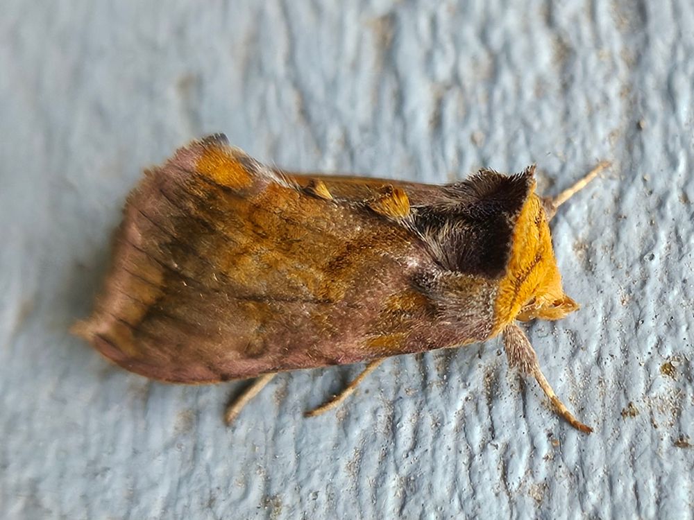 Close-up of a moth in shades of sienna, taupe, and orange. He rests on the same porch as the other moth, and also has a tufted head.