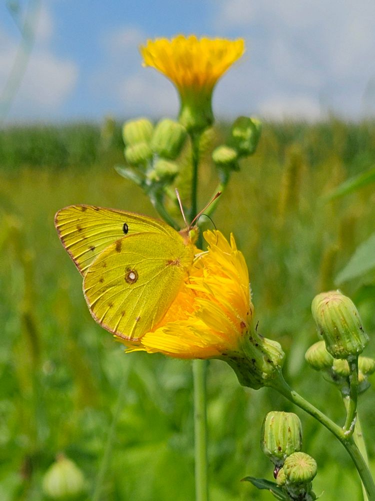 A Clouded Sulphur butterfly sips from a yellow wildflower that matches the intensity of his own colours. We see a green meadow and blue sky in the background. 