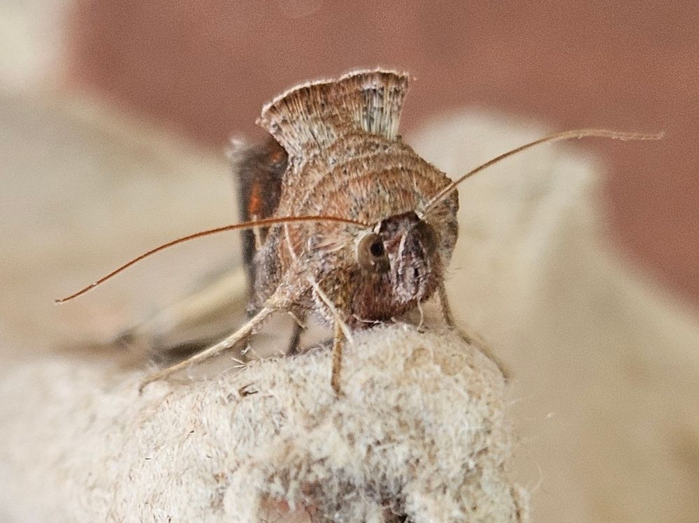 Close-up of the face of a taupe-coloured moth resting on the inside of an egg crate. The distinctive tufting above his head looks a bit like the fanned-out tail feathers of a tom turkey. His green eyes are quite large and he looks keenly interested in the world.