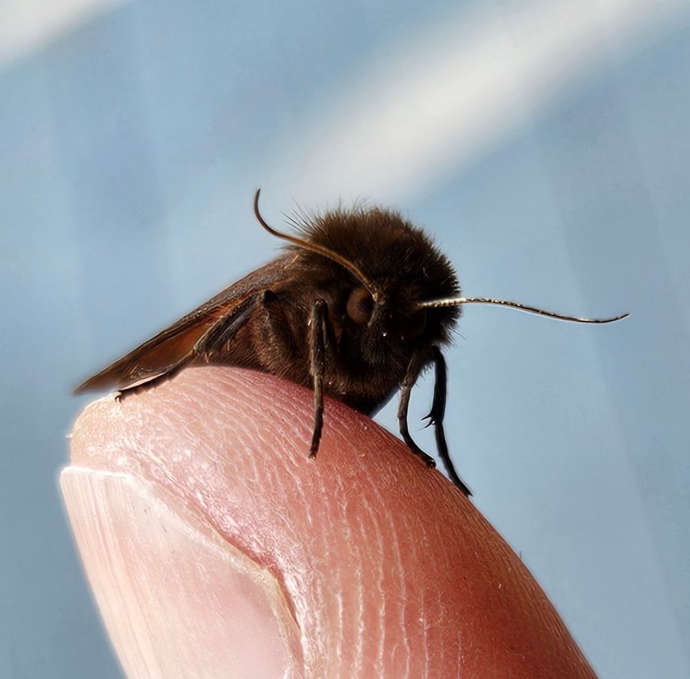 Close-up of the face of a brown fuzzy moths as he rests on the photographer's fingertip, which is badly in need of moisturizer and a manicure. The moth's head is covered in brown tufting and his antennae are curved archly over his dark eyes, giving the impression that the moth is quite dissatisfied.