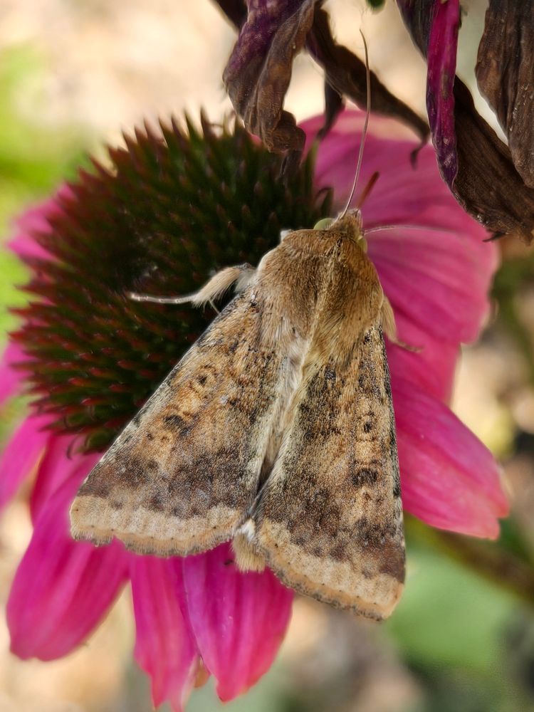 Close-up of drab-coloured moth on a purplish-pink flower.  The moth's wings are covered in lace-like grey markings that stand out beautifully against the colour of the flower.