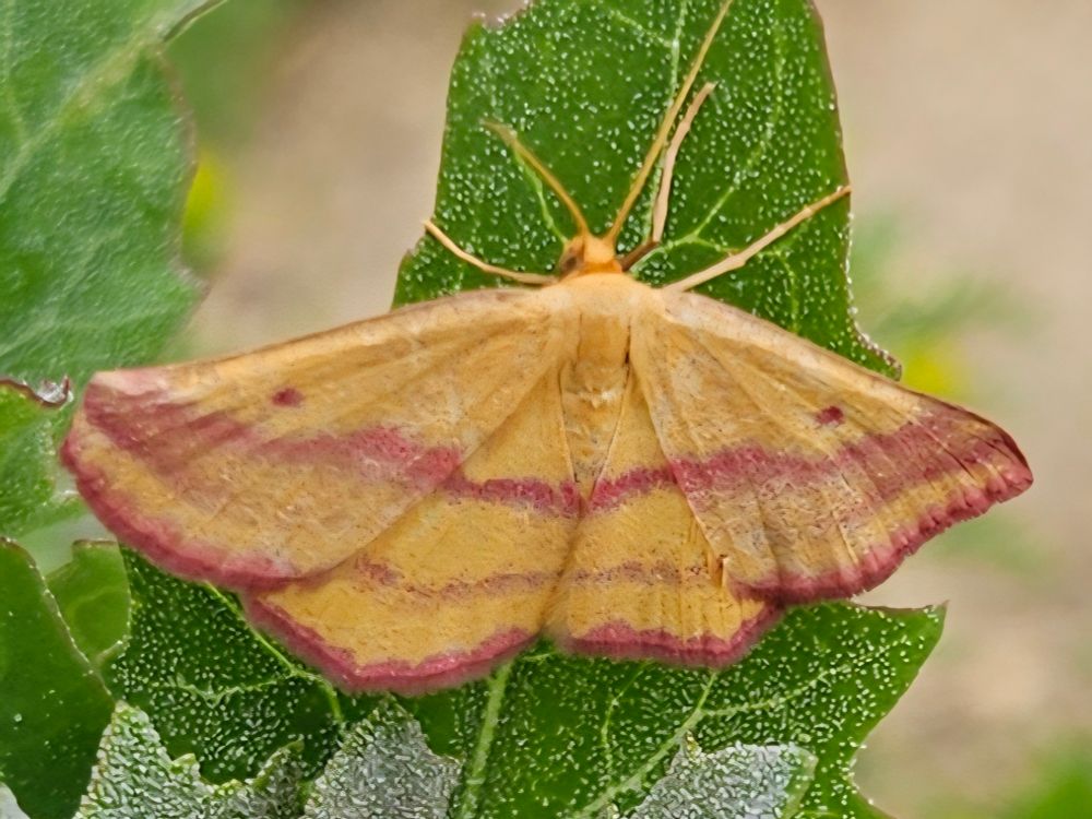 Moth with pale orange wings marked by bands of pink sits on a leaf