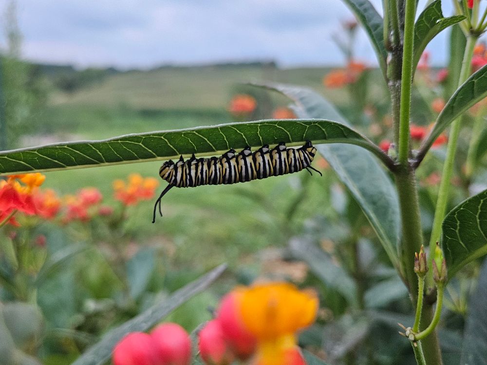 A caterpillar with white, yellow, and black stripes clings, upside-down, to the underside of a leaf of Butterfly Weed. We see green fields and cloudy blue sky in the background.