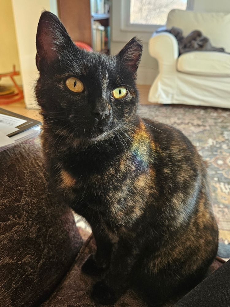 Close-up of cat with black and chestnut coloured fur. A splash of rainbow-coloured light appears on her left shoulder and is reflected in her left eye.