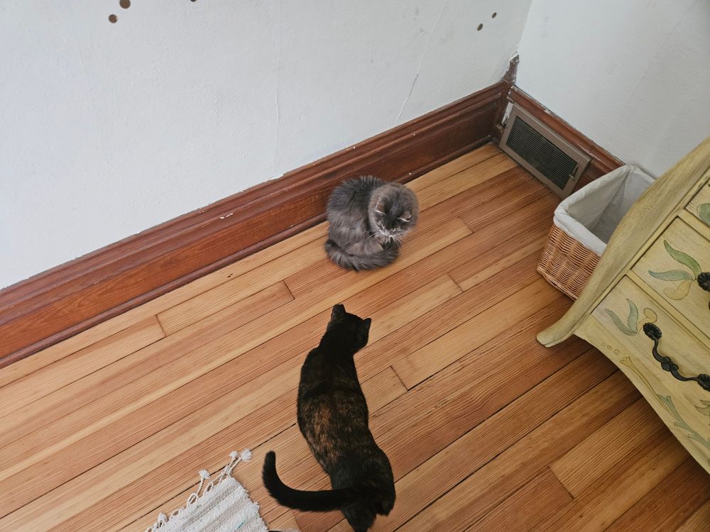Two cats on hardwood floor near a corner in which a hot air register is mounted. One is a greyish-white longhair and the other is a Tortoiseshell.  The latter looks as if she is asking for a place near the warm air and the former looks as if she might just grant that privilege.