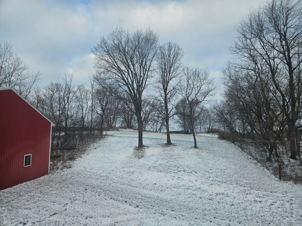 View of snow-dusted hillside with three tall trees centered upon it and more trees in the background.  We see the side of a red barn off to the left at the bottom of the hill. 