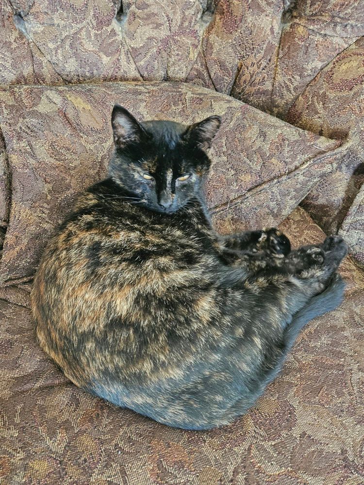 A tortoiseshell cat sits in a comfy chair that is upholstered in a fabric not unlike her own fur, colour-wise.  She is unapologetic about taking her owner's favourite place to sit.