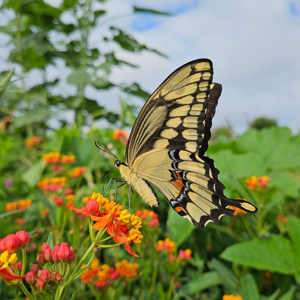 Side view of large butterfly sipping nectar from bright orange and yellow flowers. His wings are yellow with intense orange and blue markings and black lines. His colours reflect those of the flowers and the blue sky in the background. 