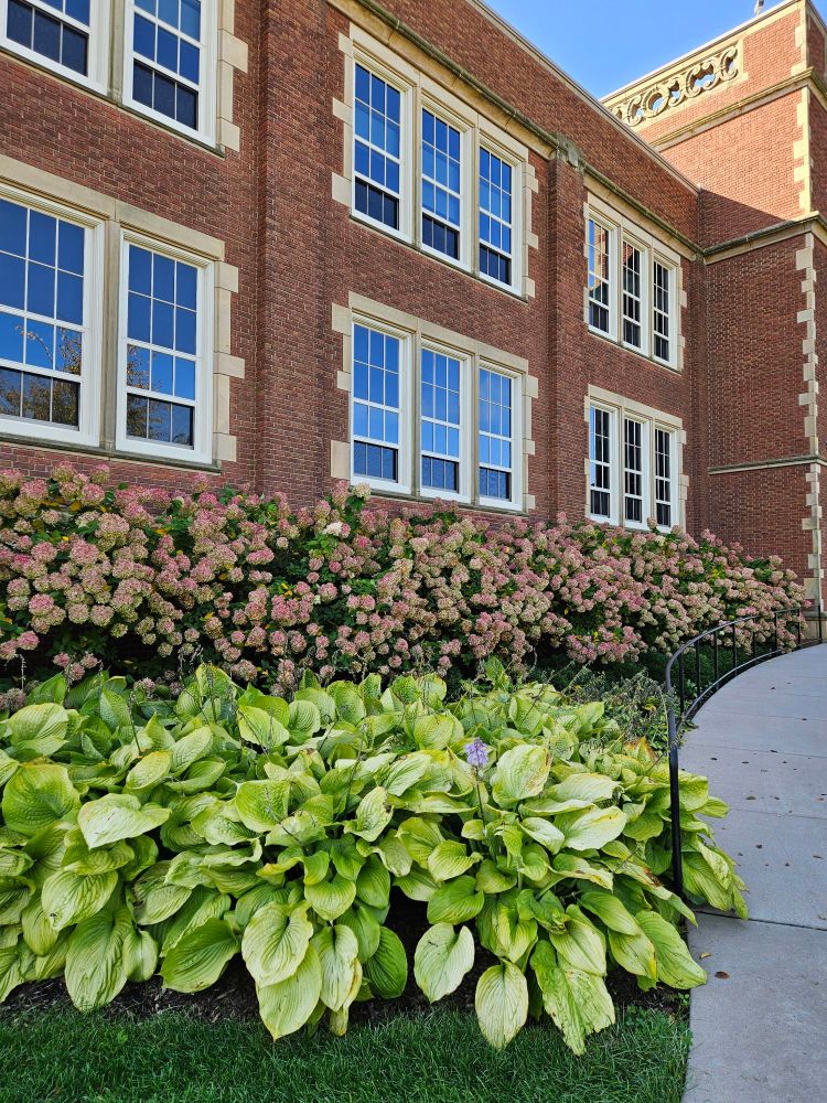 Sideways view of a stately classroom building in red brick. Directly beneath the first-floor windows are hydrangeas with pink-tinged blossoms, and in front of them, yellowish-green hostas.