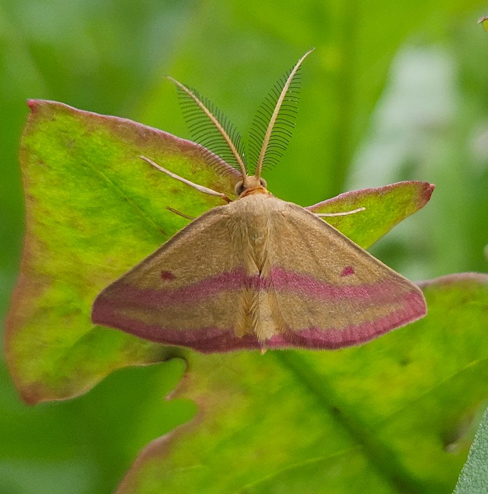Close-up of pale orange moth with his wings spread open, resting on a leaf. His wings are marked by distinctive pink bands, and coincidentally (or by his choice?), the leaf is edged with the same pink.