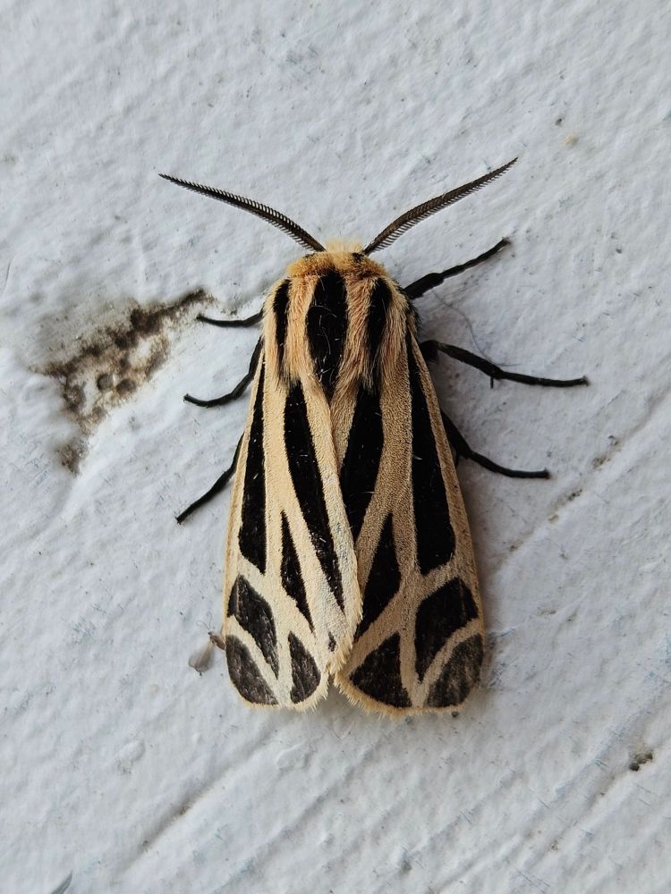 Close-up of moth on wooden porch railing. His ivory-coloured wings are marked with striking black shapes. The ivory and black theme is carried onto his head, which is tufted and very fluffy. His legs and antennae are completely black.