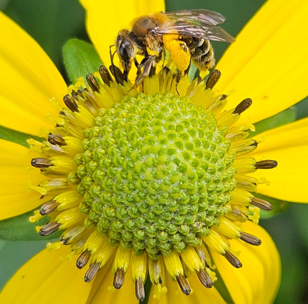 Close-up of a yellow-petaled flower upon which a pollen-laden bee is hard at work.