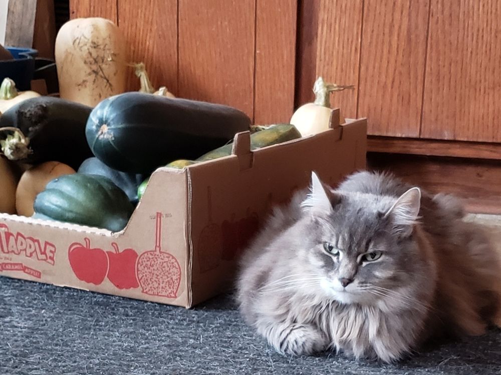 A long-haired grey cat sits on the floor next to a cardboard box filled with a variety of squash (acorn, butternut, marrow).  She seems slightly bemused yet bored at the same time.  Pretty typical cat expression, actually. 