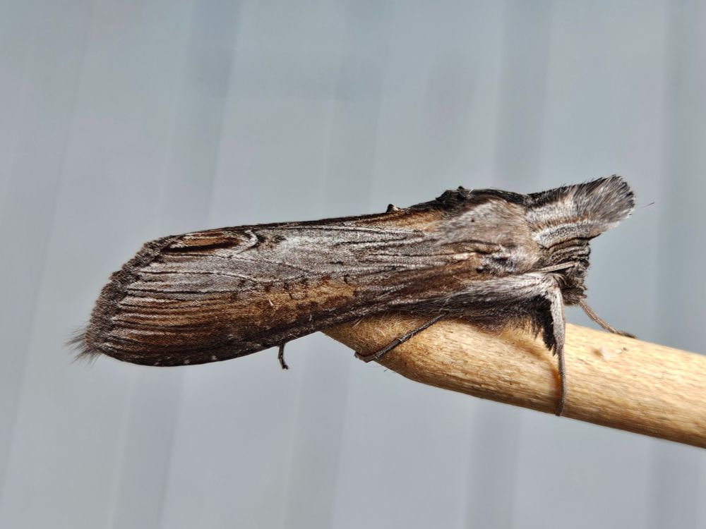 Close-up of a brown and grey moth that is doing a very serviceable impression of a stick. (He happens to be resting on the photographer's manicure stick, and he looks by far more 'natural.') The patterns on his wings look like a very elaborate wood-graining effect, and he has a stuff tuft above his head in the same colours.