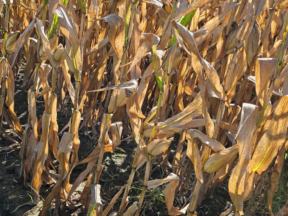 Field of feed corn that is ready to be harvested -- the stalks and husks are all dried and straw-coloured.  And amidst this drab scene, a pop of colour provided by an American Lady butterfly!
