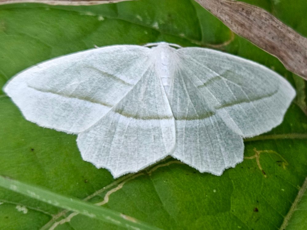 Close-up of pale green moth with his wings spread across a deep green leaf There are two bands of white and dark green across his wings.