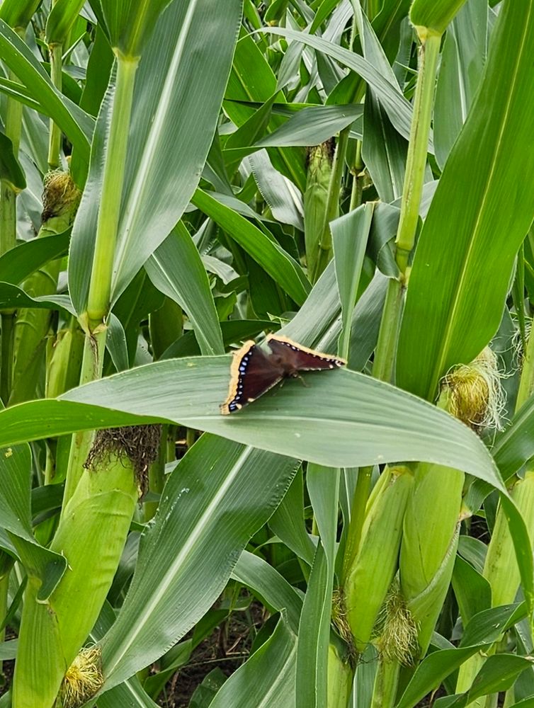 Close-up of stalks of corn in a cornfield. In the center of the photo, on a corn leaf, is a dark purplish-brown butterfly with golden edges around both upper and lower wings.