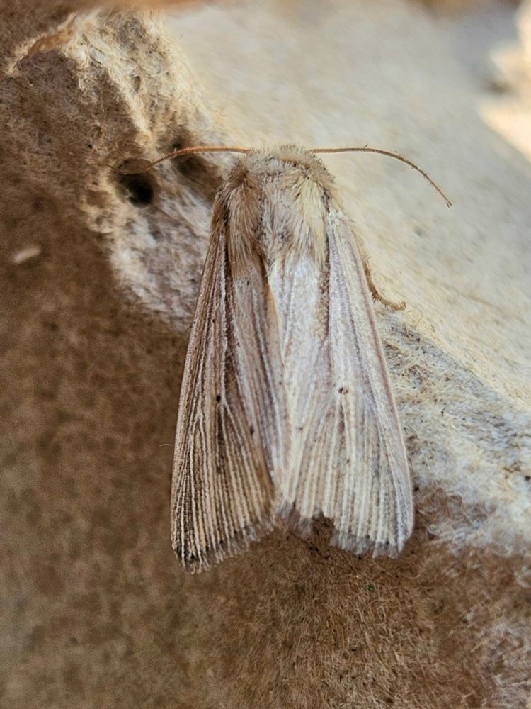 Close-up of a moth with subtle lines in ivory, cream, and taupe running the length of his wings. There are a handful of tiny taupe dots adorning the lower portions of his wings, too. He rests on the inside of an egg crate. 