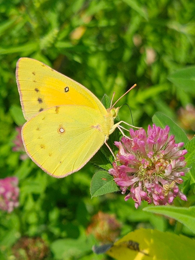 Close-up of yellow butterfly, side view, sipping nectar from a purplish-pink thistle. Small and subtle markings on his wings reflect the colours of the thistle. Likewise, a faint pink border on the edges of his wings reflects the pink thistle blossom. We see the greens of additional thistle plants in the background. 