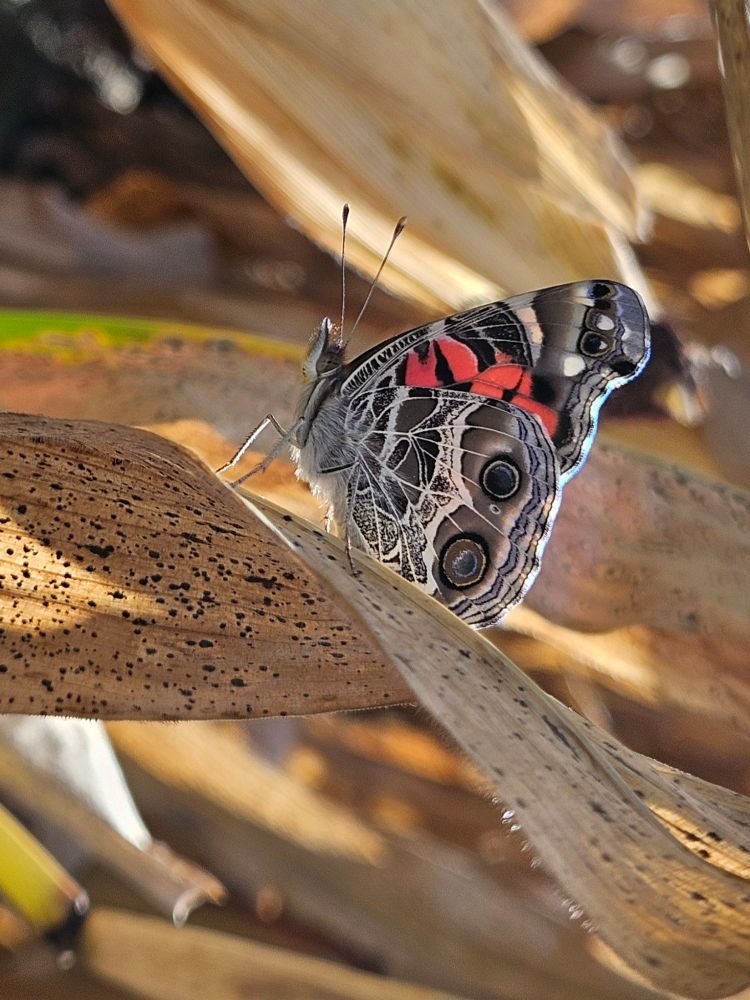 Close-up of a butterfly resting on the leaf of a corn stalk. The butterfly's wings are together so we see the intricate mosaic pattern on his underside, topped with a splash of reddish-orange.  Were it not for that bright colour, the butterfly would likely not be seen against the parchment-coloured stalks.